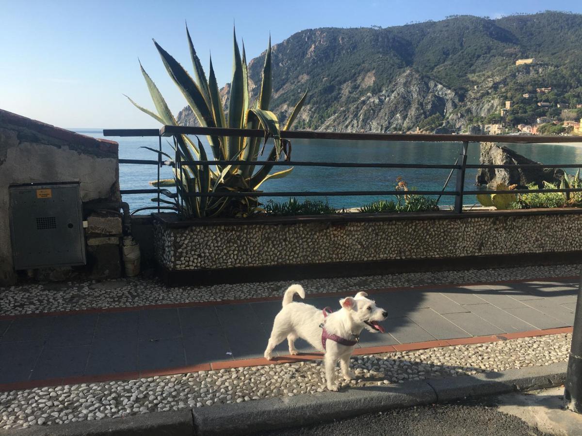 Le Cinque Vele ***** Cinque Terre Lejlighed Monterosso al Mare Eksteriør billede